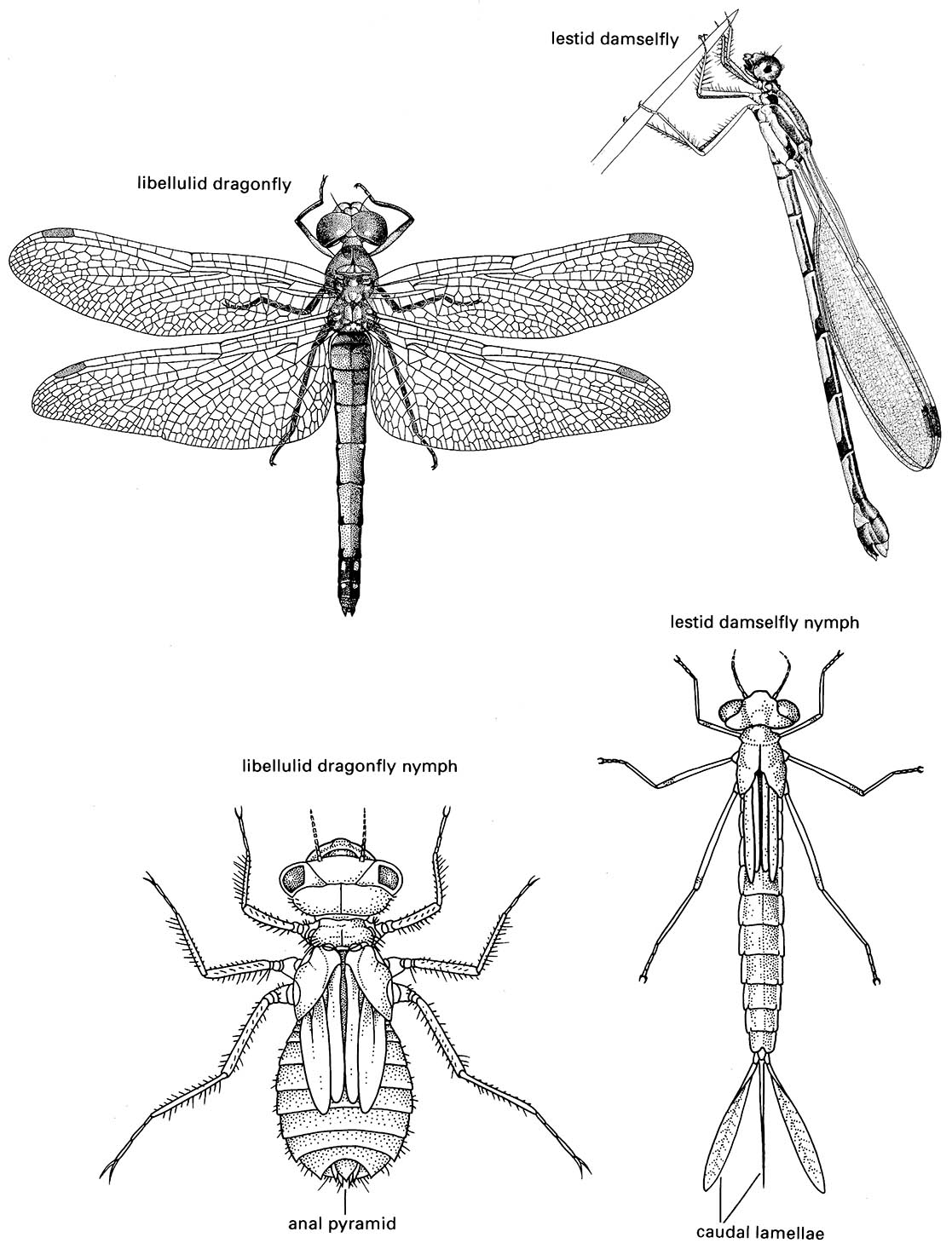 Odonata (damselflies and dragonflies)