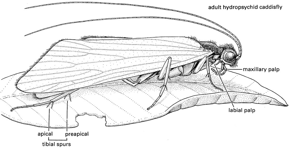 Trichoptera (caddisflies)