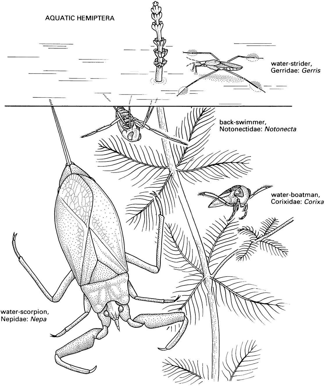 Other aquatic orders