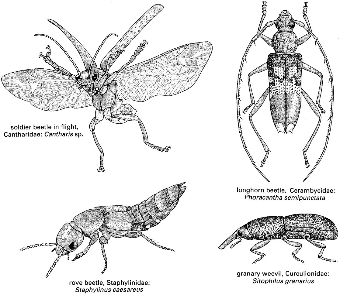 Coleoptera (beetles)