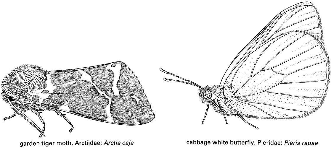 Lepidoptera (butterflies and moths)