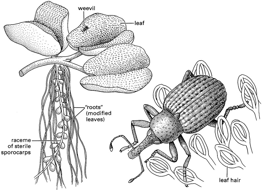 Salvinia and phytophagous weevils