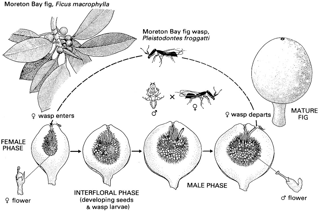 Figs and fig wasps