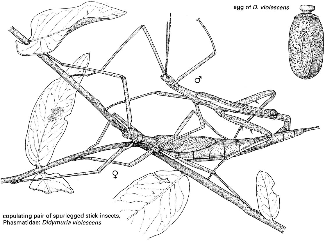 Phasmatodea (phasmatids, phasmids, stick-insects or walking sticks)