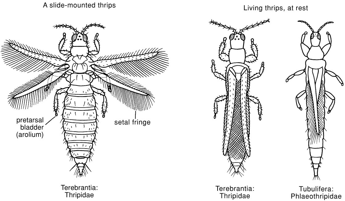 Thysanoptera (thrips)