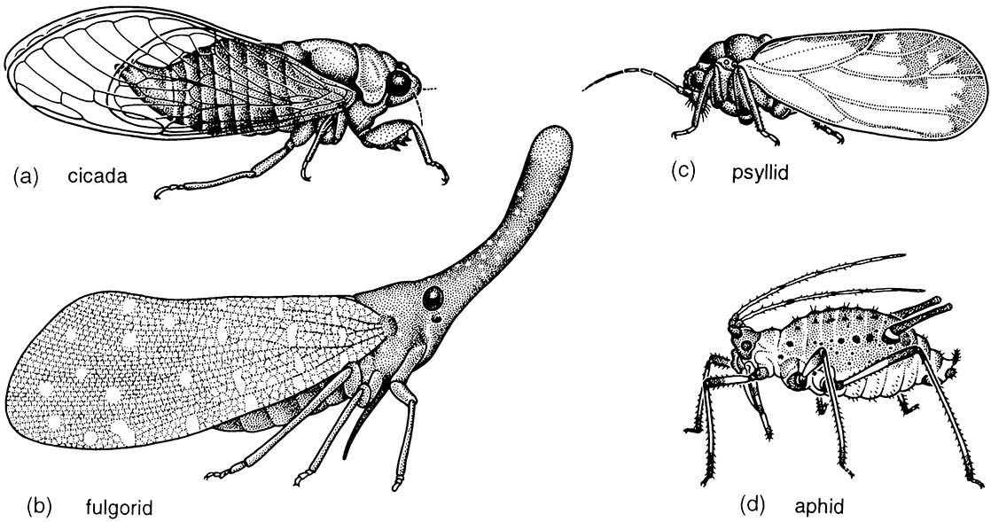 Hemiptera (bugs, cicadas, leafhoppers, spittle bugs, planthoppers, aphids, jumping plant lice, scale insects, whiteflies)