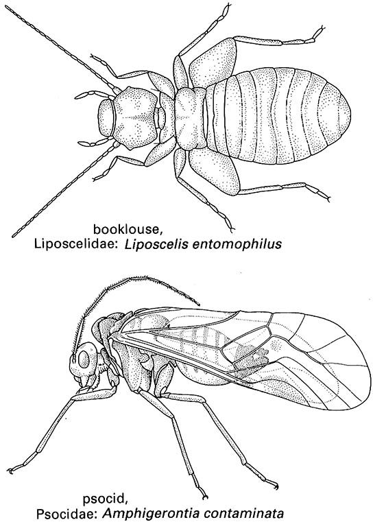 Psocoptera (booklice, barklice, or psocids)