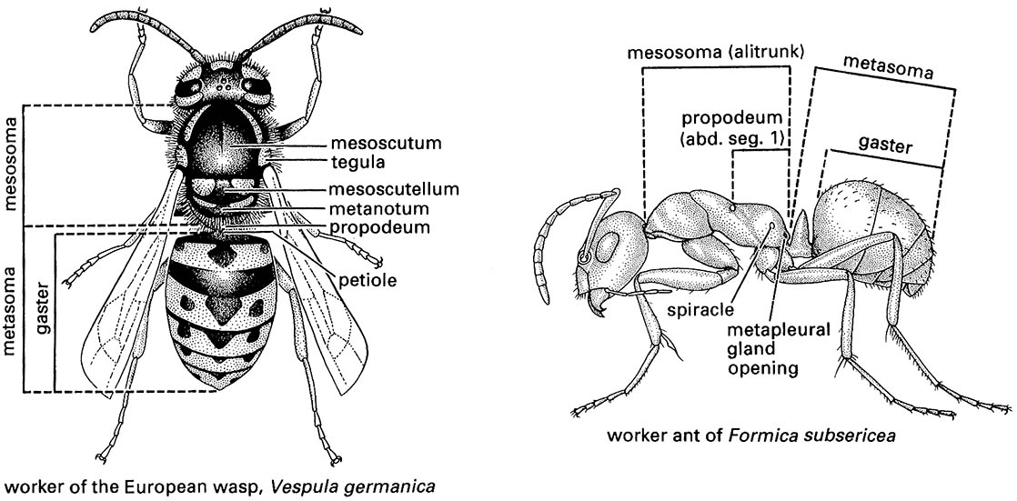 Hymenoptera (bees, ants, wasps, sawflies, and wood wasps)