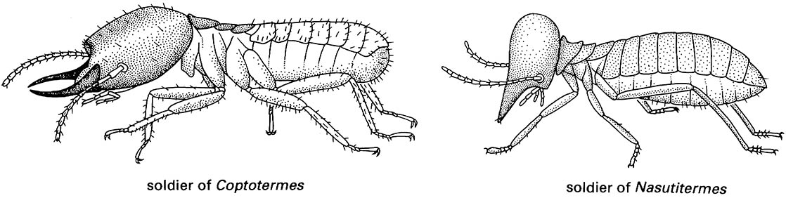 Isoptera (termites)