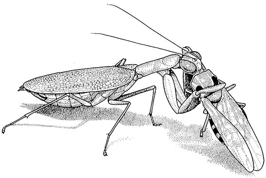 Mantodea (mantids)