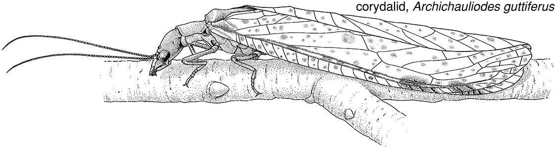 Neuropterida, or neuropteroid orders