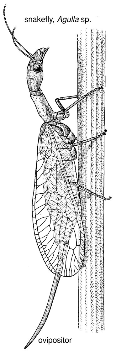 Neuropterida, or neuropteroid orders