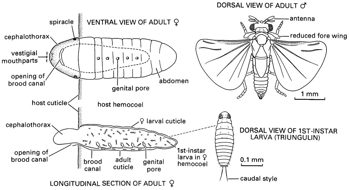 Strepsiptera