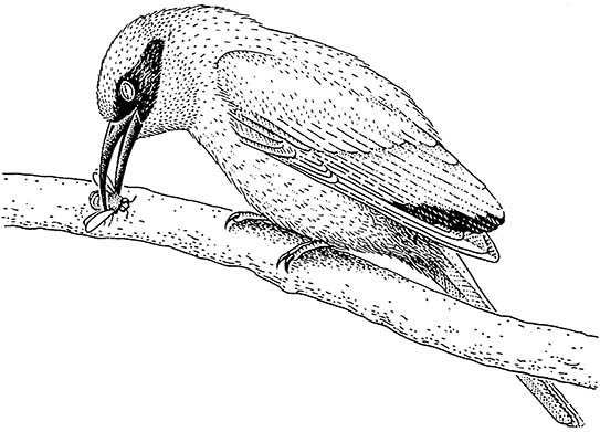 Avian predators as selective agents for insects