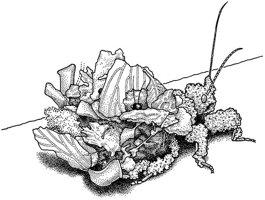 Backpack bugs — dressed to kill?
