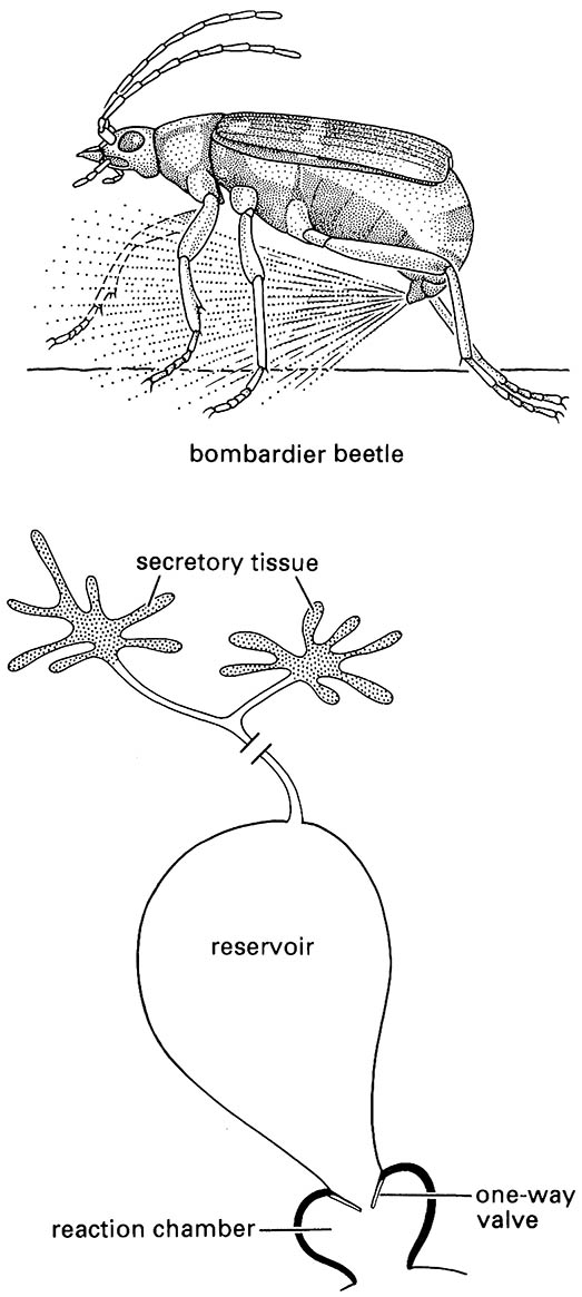 Insect binary chemical weapons