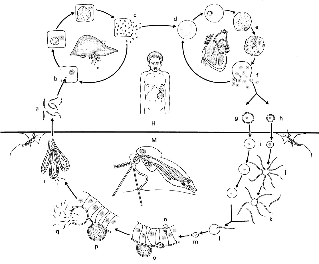 Life cycle of Plasmodium