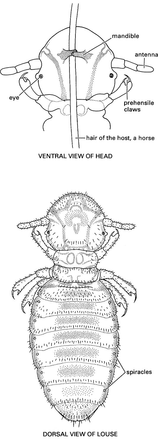 Phthiraptera (lice)