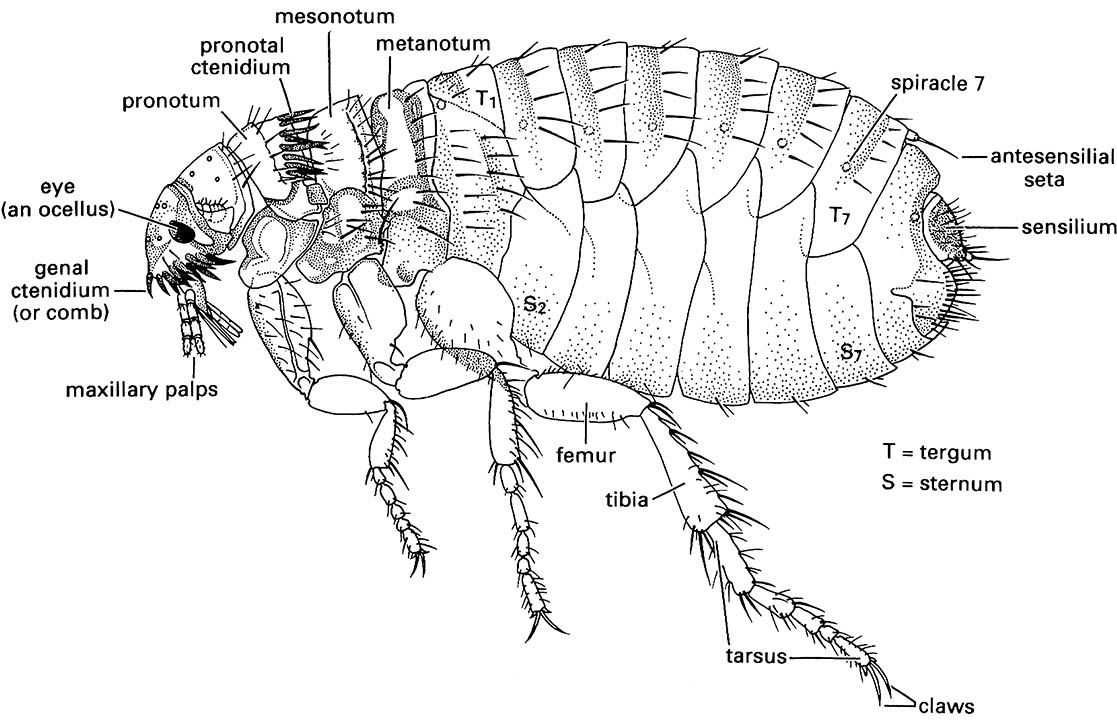 Siphonaptera (fleas)