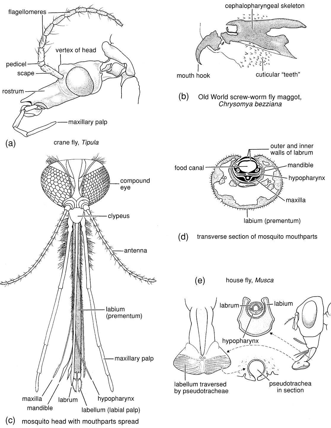 Diptera (flies)