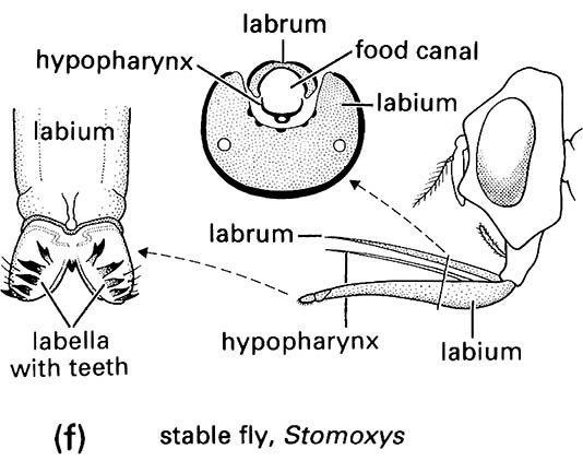 Diptera (flies)