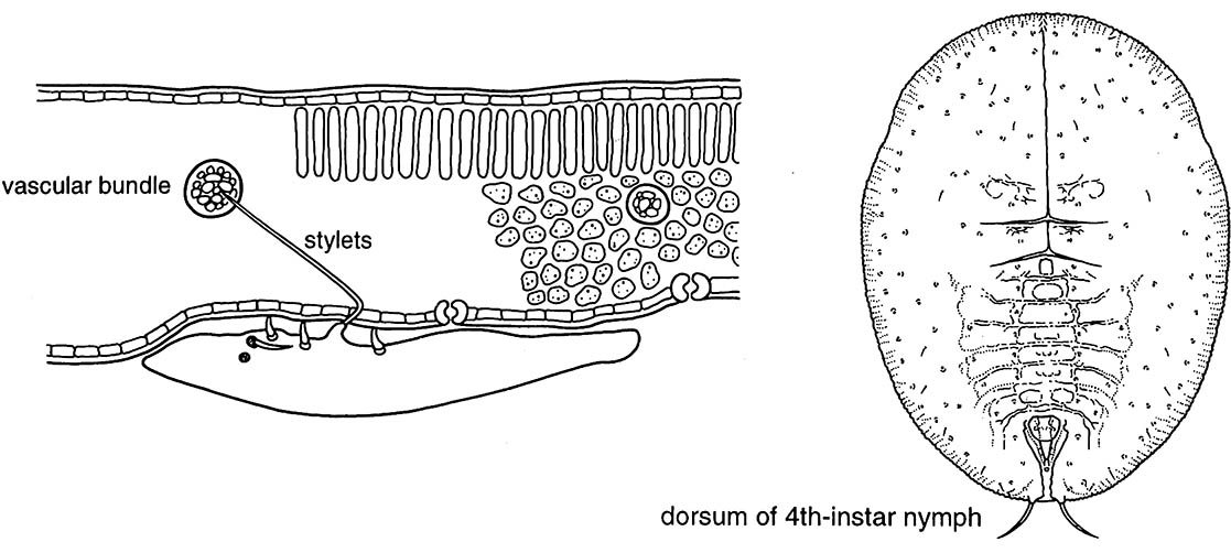 Bemisia tabaci biotype B: a new pest or an old one transformed?