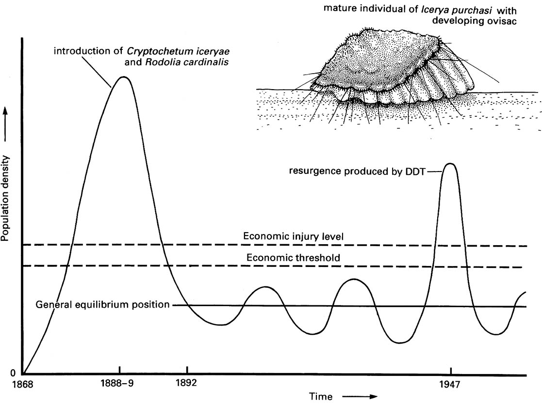 The cottony-cushion scale