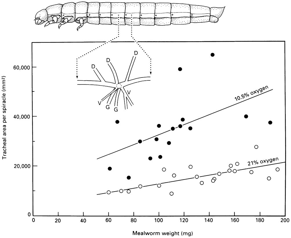 Tracheal hypertrophy in mealworms at low oxygen concentrations