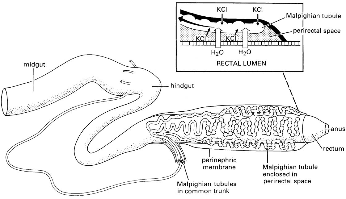 Cryptonephric systems