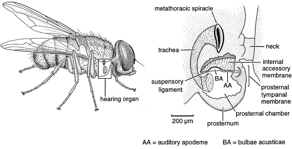 Aural location of host by a parasitoid fly