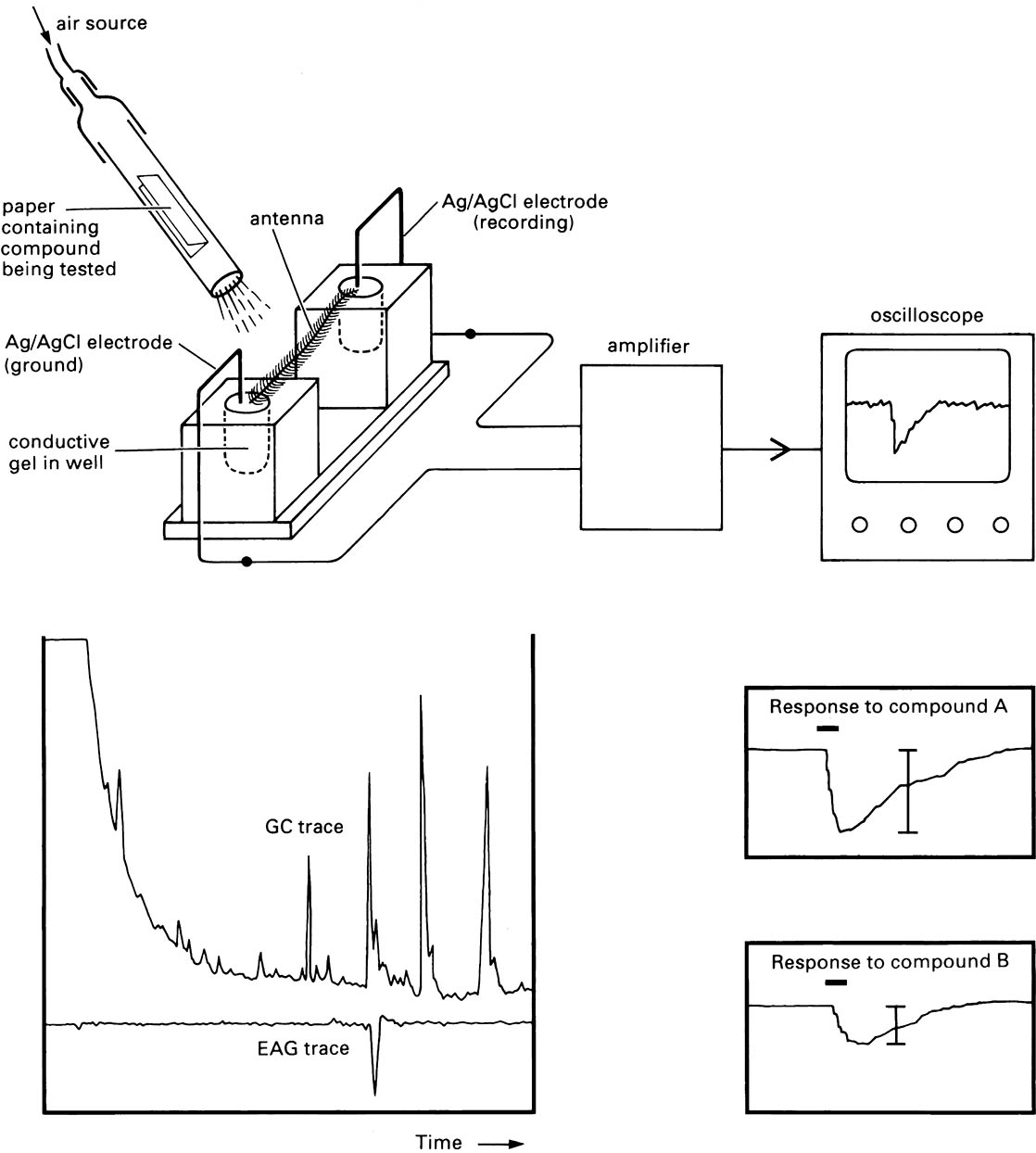 The electroantennogram