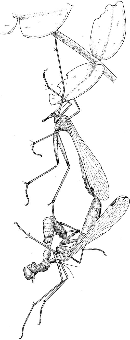 Courtship and mating in Mecoptera