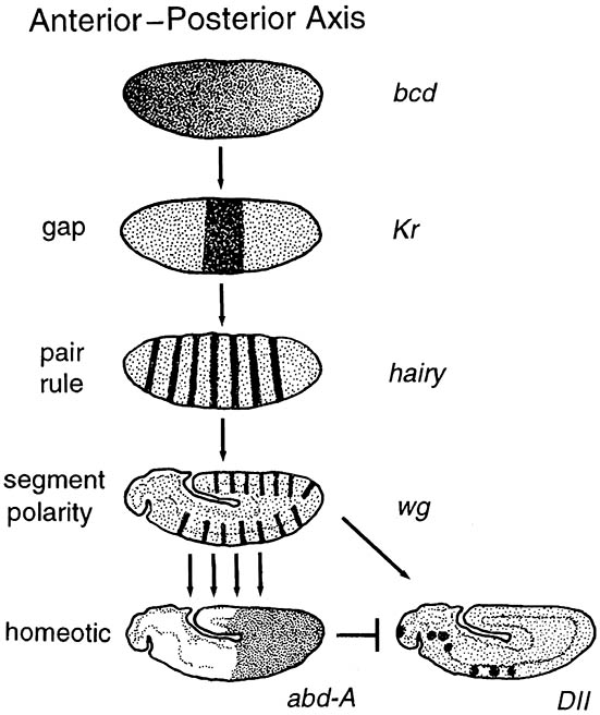 Molecular insights into insect development