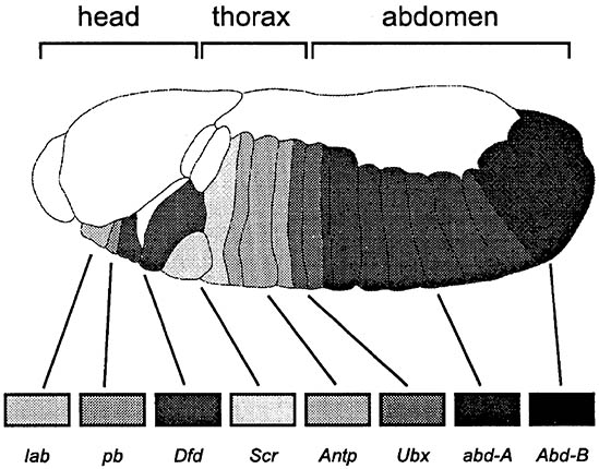 Molecular insights into insect development