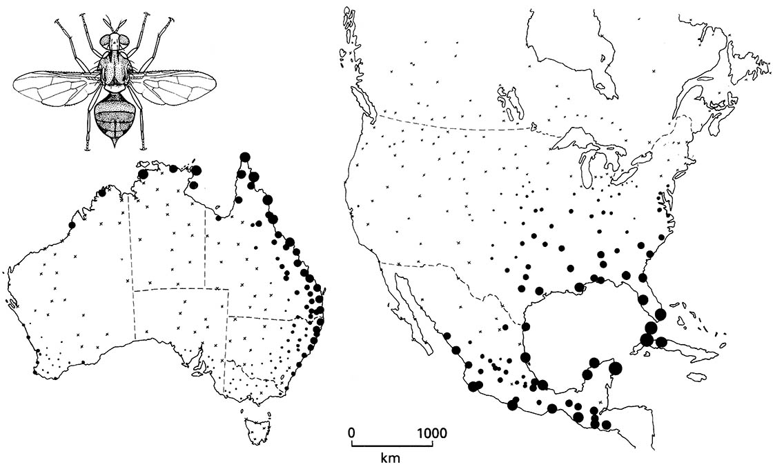 Climatic modeling for fruit flies