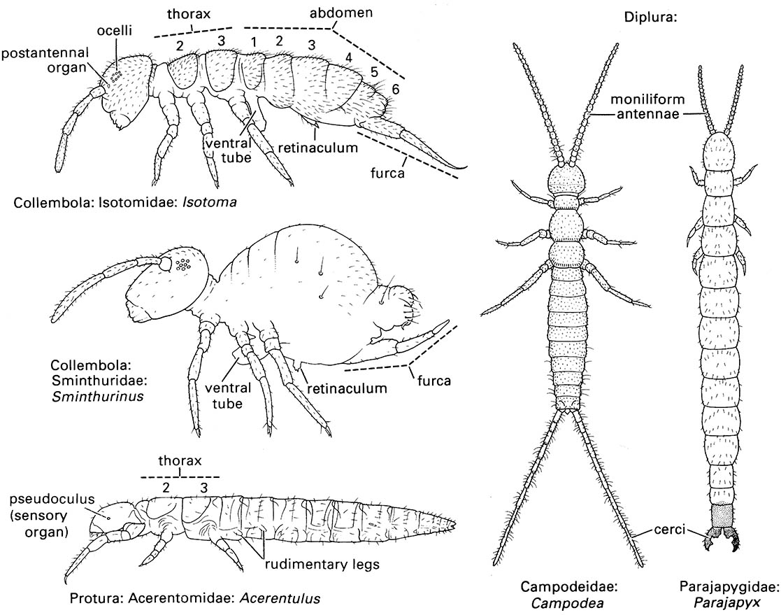 Non-insect hexapods (Collembola, Protura, and Diplura)