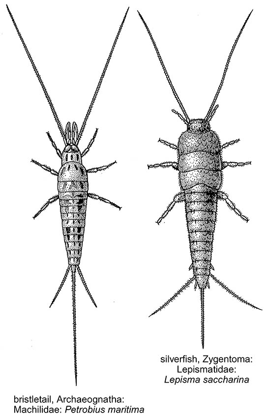 Archaeognatha (bristletails) and Zygentoma (Thysanura; silverfish)