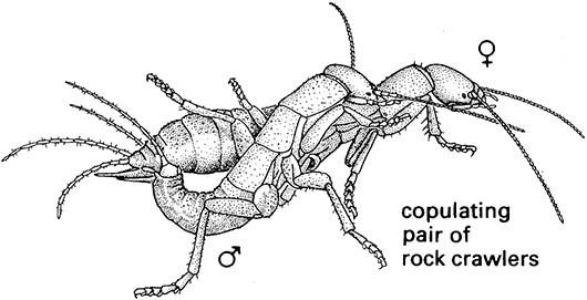 Grylloblattodea (Grylloblattaria, Notoptera; grylloblattids, ice or rock crawlers)