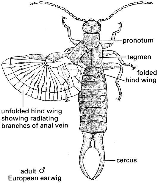 Dermaptera (earwigs)