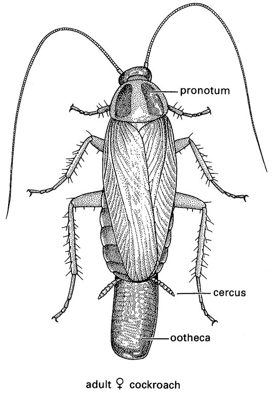 Blattodea (Blattaria; cockroaches, roaches)