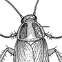 Blattodea (Blattaria; cockroaches, roaches)