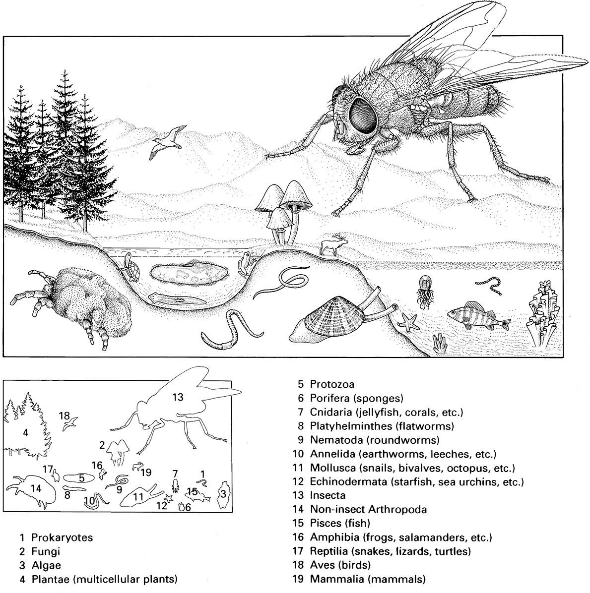 Speciescape, in which the size of individual organisms is approximately proportional to the number of described species in the higher taxon that it represents.