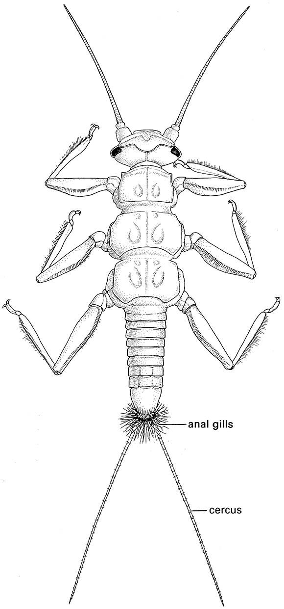 A stonefly nymph (Plecoptera: Gripopterygidae) showing filamentous anal gills.