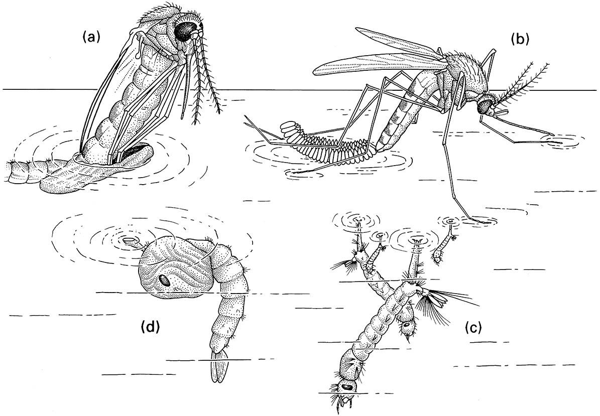 The life cycle of the mosquito Culex pipiens (Diptera: Culicidae):