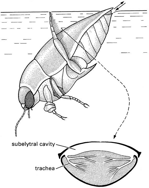 A male water beetle of Dytiscus (Coleoptera: Dytiscidae) replenishing its store of air at the water surface.