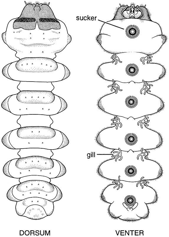 Dorsal (left) and ventral (right) views of the larva of Edwardsina polymorpha (Diptera: Blephariceridae); the venter has suckers which the larva uses to adhere to rock surfaces in fast-flowing water.