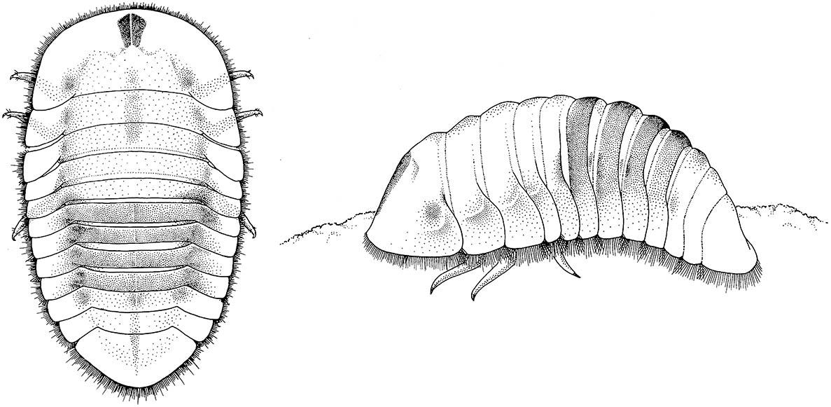 Dorsal and lateral views of the larva of a species of water penny (Coleoptera: Psephenidae).