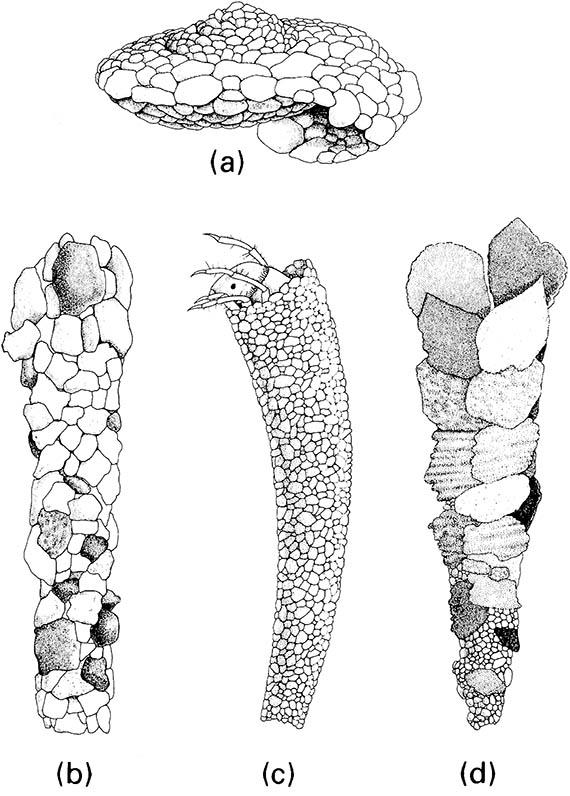 Portable larval cases of representative families of caddisflies (Trichoptera):