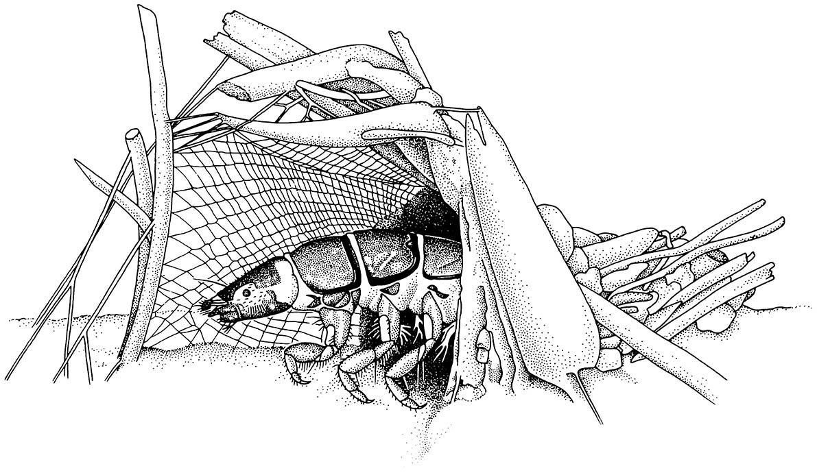 A caddisfly larva (Trichoptera: Hydropsychidae) in its retreat; the silk net is used to catch food.