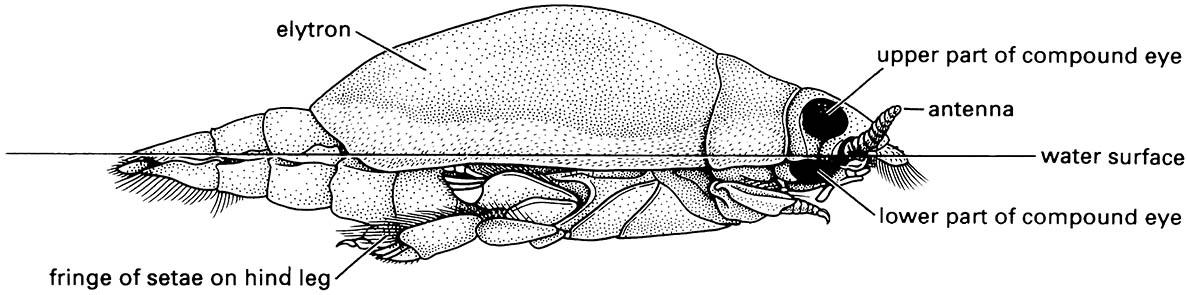 The whirligig beetle, Gyretes (Coleoptera: Gyrinidae), swimming on the water surface.